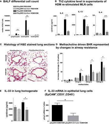 Cell-type-specific role of P2Y2 receptor in HDM-driven model of allergic airway inflammation